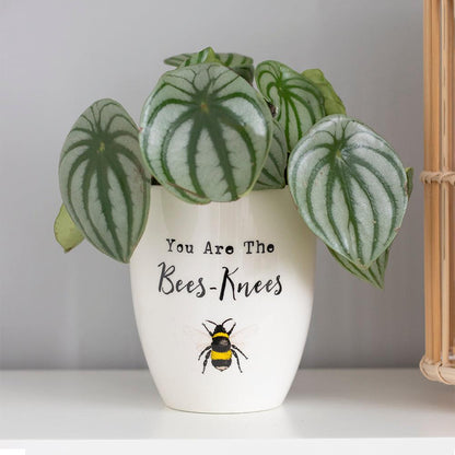 You Are the Bees Knees Ceramic Plant Pot - DuvetDay.co.uk