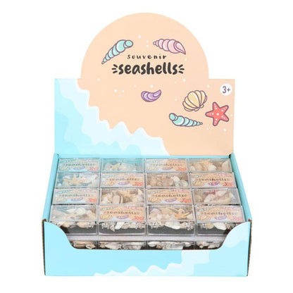 Set of 48 Souvenir Sea Shell Boxes - DuvetDay.co.uk
